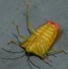Acanthosoma haemorrhoidale haemorrhoidale